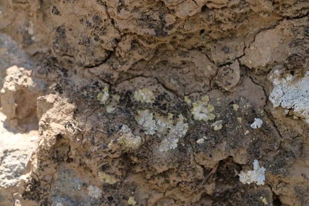 发现6个新物种,就在内蒙古贺兰山 发现6个新物种,就在内蒙古贺兰山