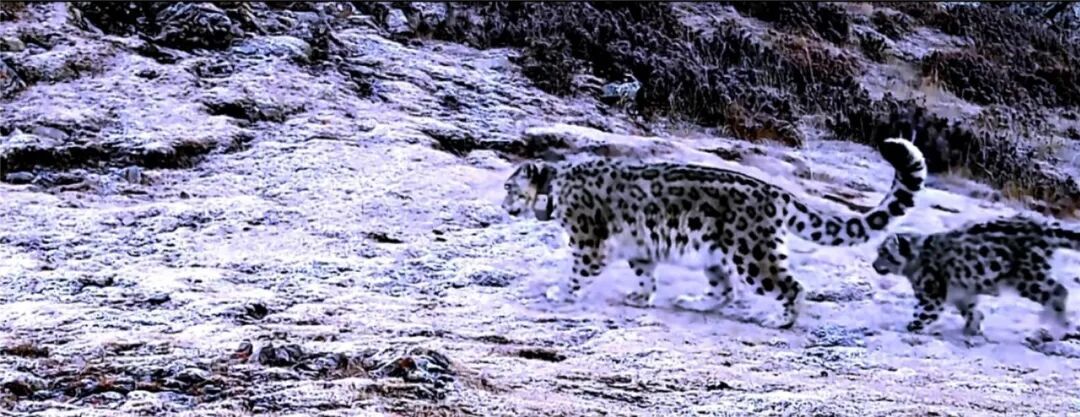 6个新物种、568种各级物种新记录!内蒙古贺兰山第二次综合科学考察取得丰硕成果 6个新物种、568种各级物种新记录!内蒙古贺兰山第二次综合科学考察取得丰硕成果