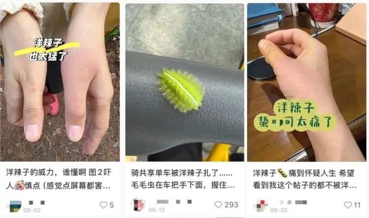 剧痛!近期这种毒虫频现,千万别碰 剧痛!近期这种毒虫频现,千万别碰