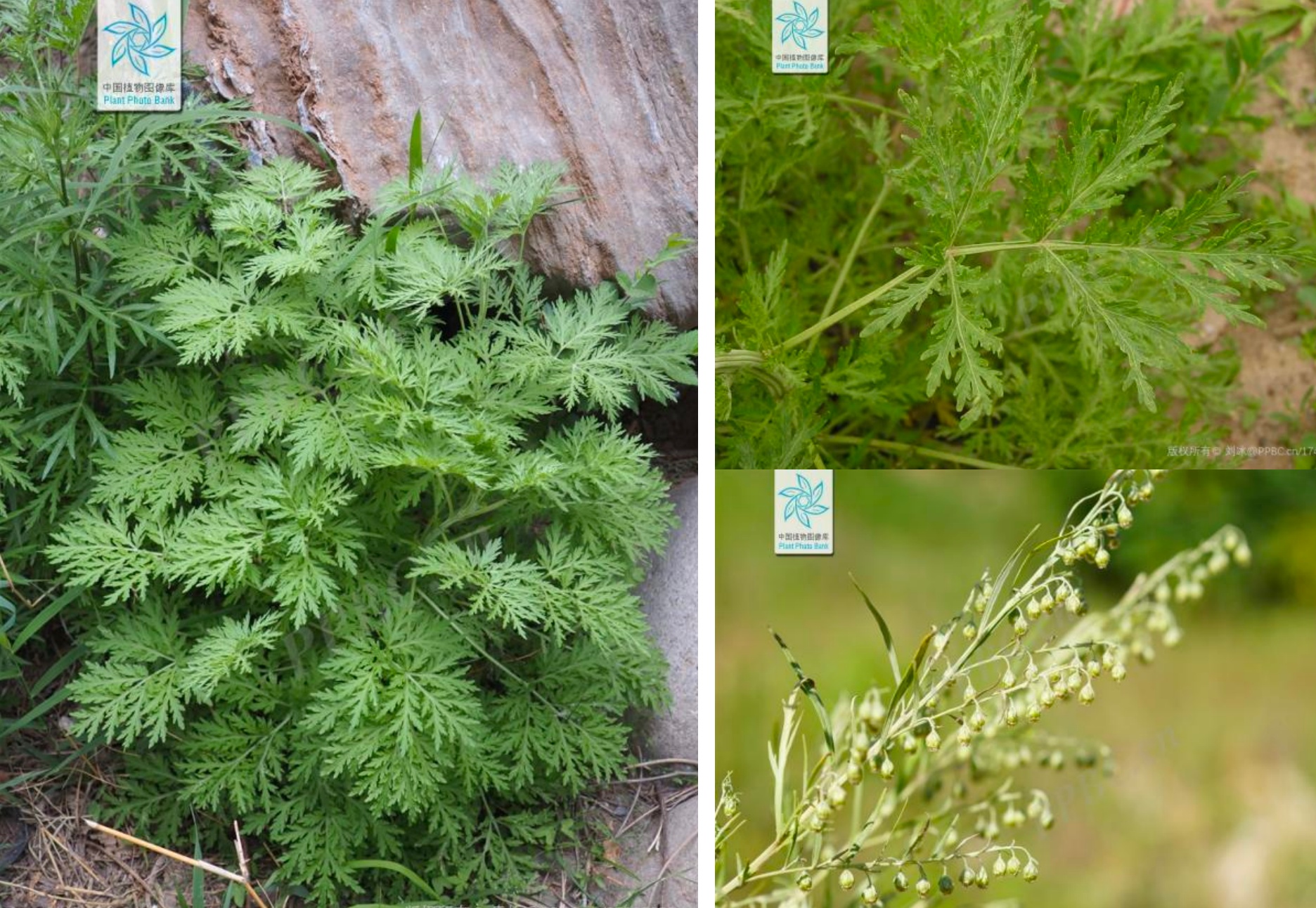 秋季花粉过敏季到来 易感人群如何防范?一文详解 秋季花粉过敏季到来 易感人群如何防范?一文详解