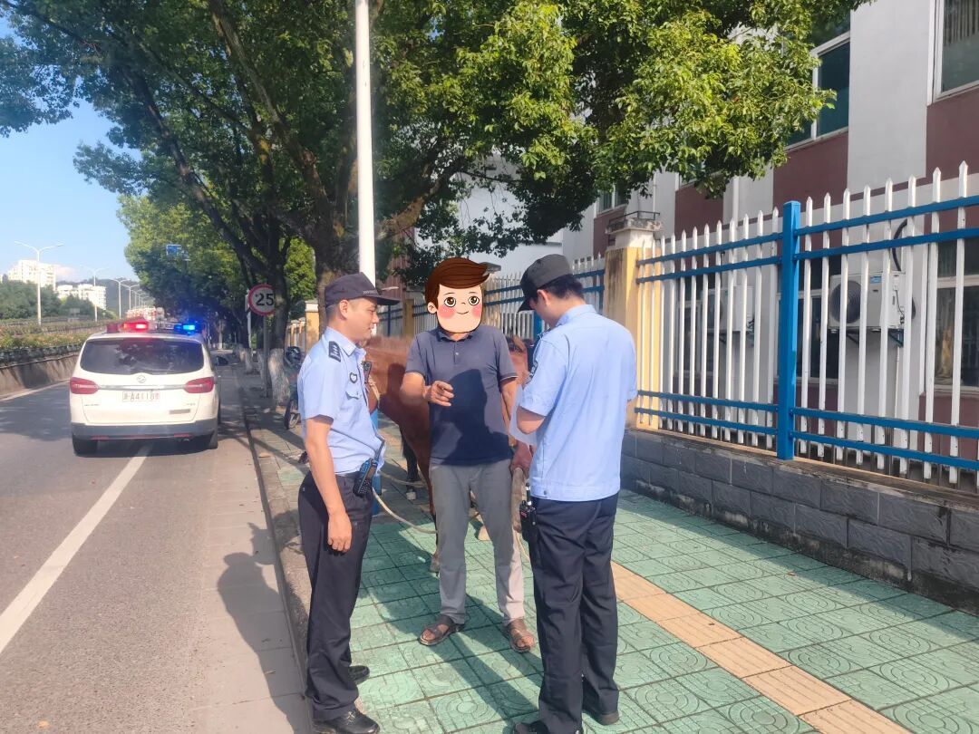杭州一隧道口惊现两头骡子,沿着车道逆行狂奔!民警和路人默契配合将其引至路边 杭州一隧道口惊现两头骡子,沿着车道逆行狂奔!民警和路人默契配合将其引至路边