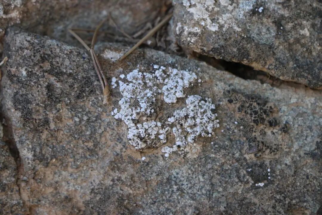 发现6个新物种,就在内蒙古贺兰山 发现6个新物种,就在内蒙古贺兰山
