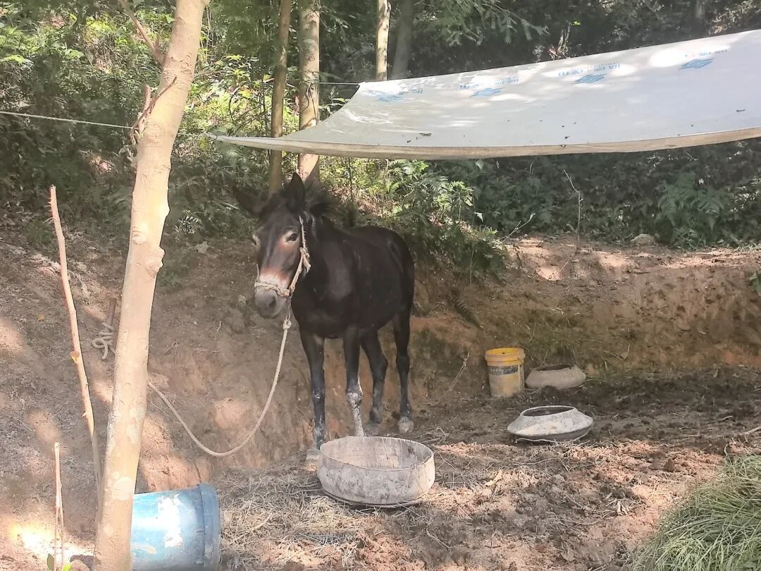杭州一隧道口惊现两头骡子,沿着车道逆行狂奔!民警和路人默契配合将其引至路边 杭州一隧道口惊现两头骡子,沿着车道逆行狂奔!民警和路人默契配合将其引至路边