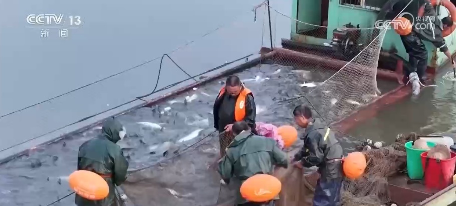 一湖好水出好鱼 川渝“共治共护”水域生态环境持续改善 一湖好水出好鱼 川渝“共治共护”水域生态环境持续改善