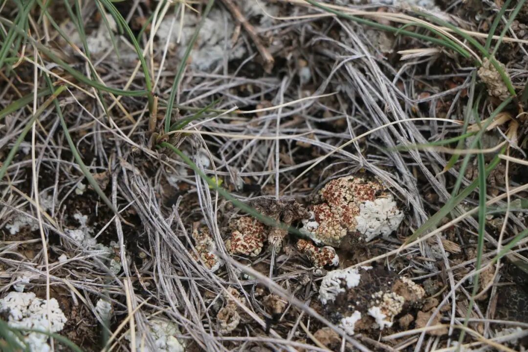 发现6个新物种,就在内蒙古贺兰山 发现6个新物种,就在内蒙古贺兰山