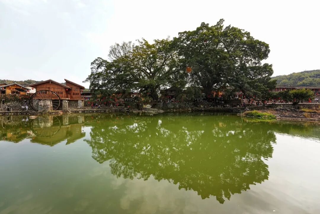 “云水谣”600多年古树被洪水冲倒 福建土楼景区发布闭园公告 “云水谣”600多年古树被洪水冲倒 福建土楼景区发布闭园公告