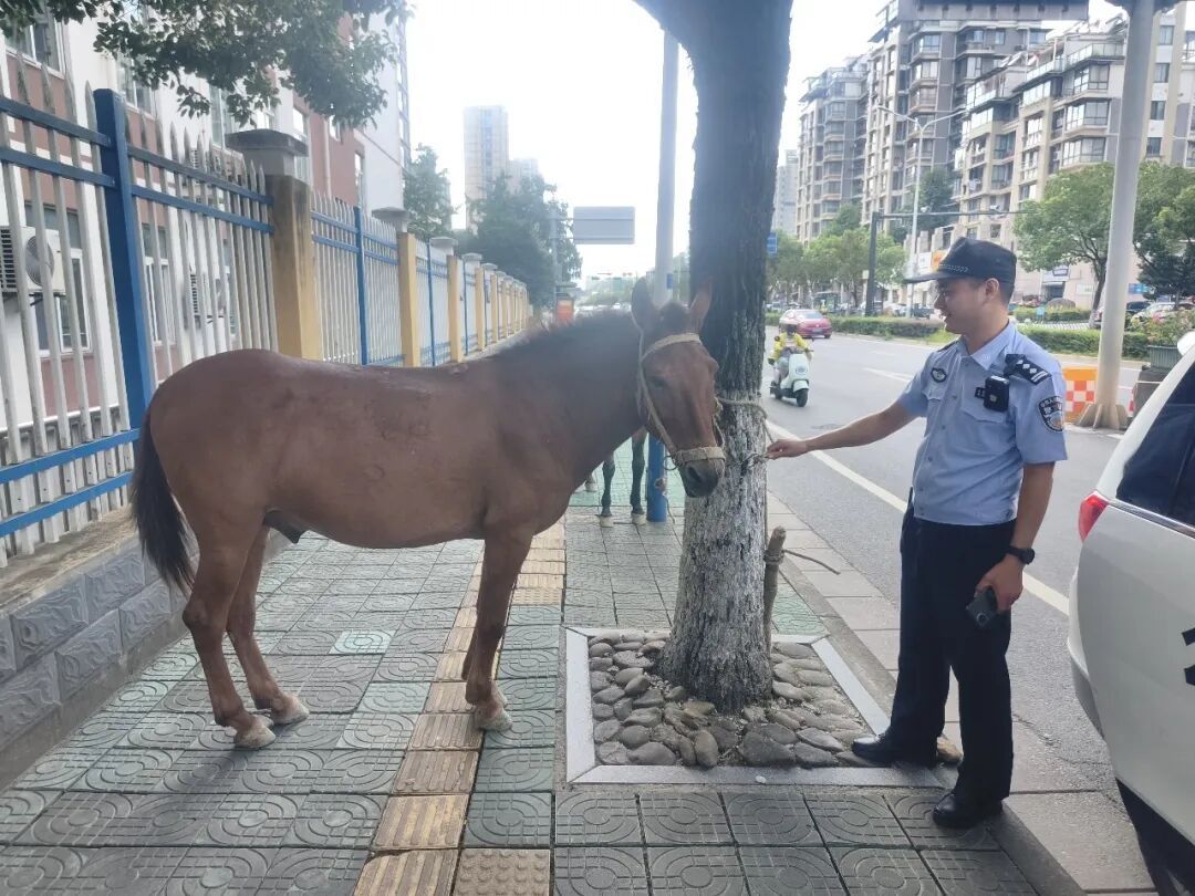 杭州一隧道口惊现两头骡子,沿着车道逆行狂奔!民警和路人默契配合将其引至路边 杭州一隧道口惊现两头骡子,沿着车道逆行狂奔!民警和路人默契配合将其引至路边
