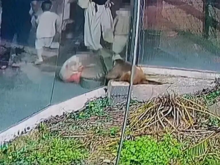 猴子通过玻璃缝抓伤小孩,动物园回应:猴子情绪不稳,已赔付游客并将涉事猴子送走 猴子通过玻璃缝抓伤小孩,动物园回应:猴子情绪不稳,已赔付游客并将涉事猴子送走