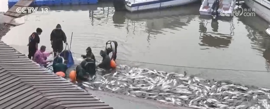 一湖好水出好鱼 川渝“共治共护”水域生态环境持续改善 一湖好水出好鱼 川渝“共治共护”水域生态环境持续改善