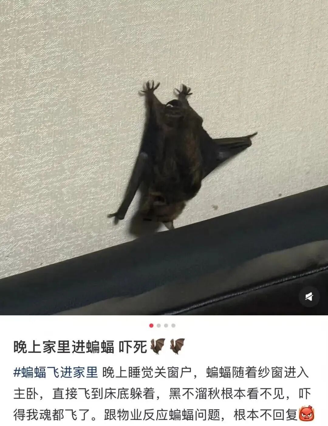 为何今夏蝙蝠“存在感”上升?蝙蝠飞进家里怎么办?专家详解 为何今夏蝙蝠“存在感”上升?蝙蝠飞进家里怎么办?专家详解