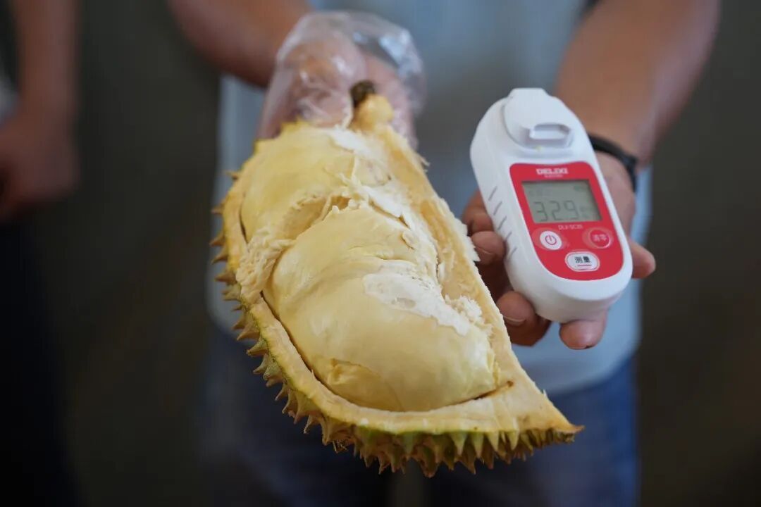 云南榴莲熟了!网友:“榴莲自由”在路上啦 云南榴莲熟了!网友:“榴莲自由”在路上啦