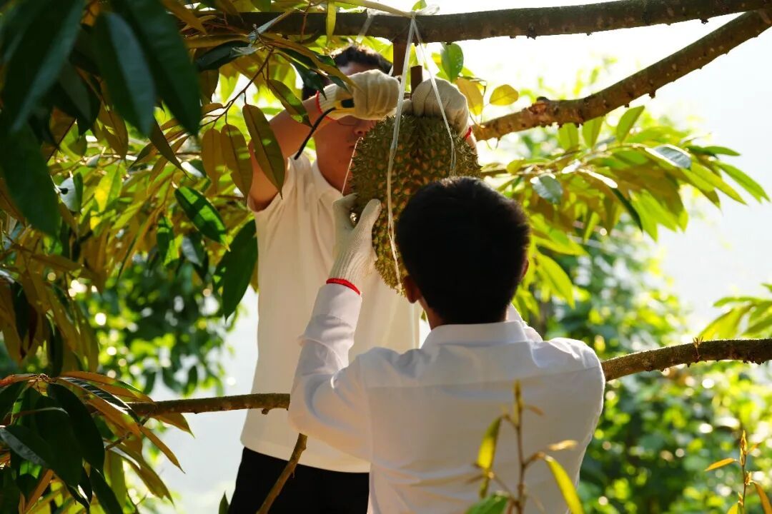 云南榴莲熟了!网友:“榴莲自由”在路上啦 云南榴莲熟了!网友:“榴莲自由”在路上啦