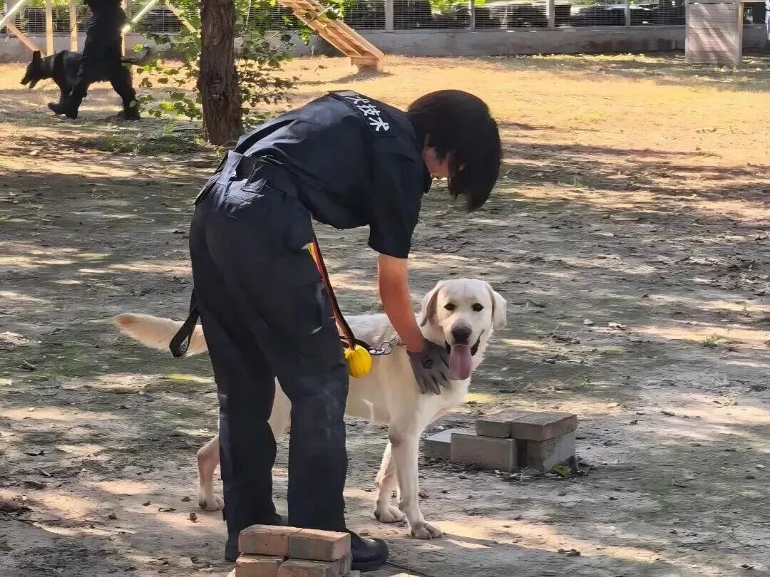 是谁又羡慕了？北京这所高校发“小狗”了……