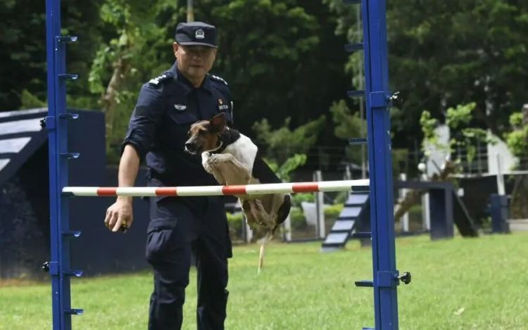 老人被困狭窄楼宇夹缝长达15小时意识模糊，广州1岁小狗快速钻进去帮忙将人救出