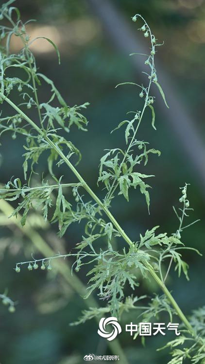 秋季致敏源大籽蒿长这样