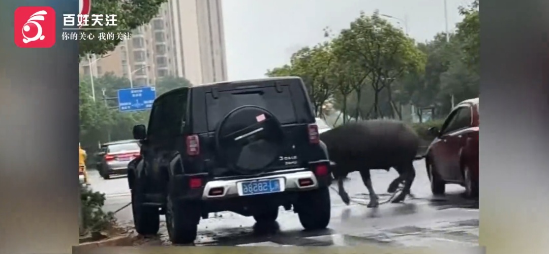 福建一头水牛冲上街头，撞伤路人和电瓶车，社区：失控水牛已被警方控制