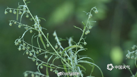 秋季致敏源大籽蒿长这样