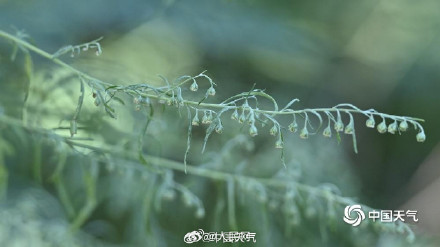 秋季致敏源大籽蒿长这样
