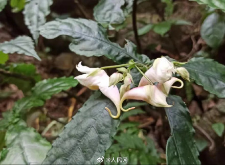 广西发现植物新种上林凤仙花