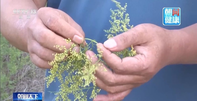 秋季花粉过敏潜在风险大 专家解读如何科学防护
