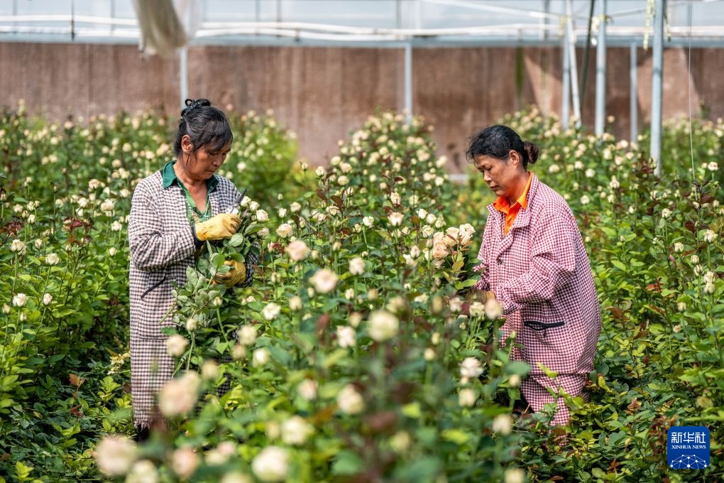 云南楚雄：“幸福花”开在家门口