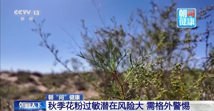 秋季花粉过敏潜在风险大 专家解读如何科学防护