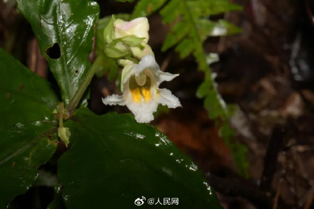 广西发现植物新种上林凤仙花