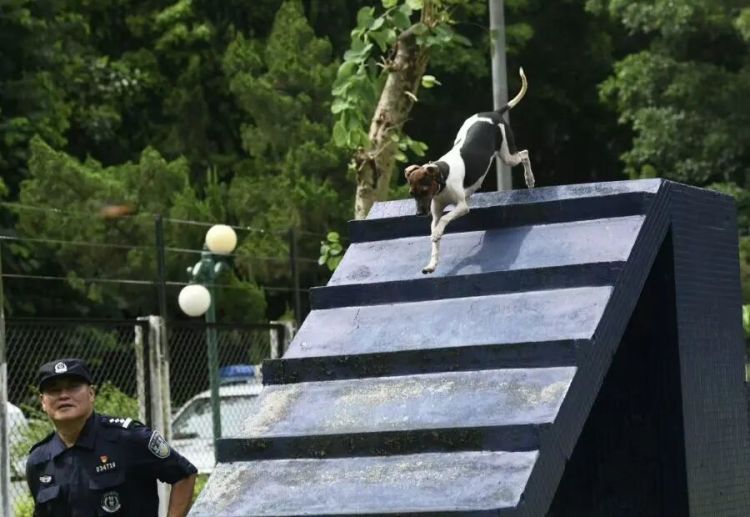 老人被困狭窄楼宇夹缝长达15小时意识模糊，广州1岁小狗快速钻进去帮忙将人救出