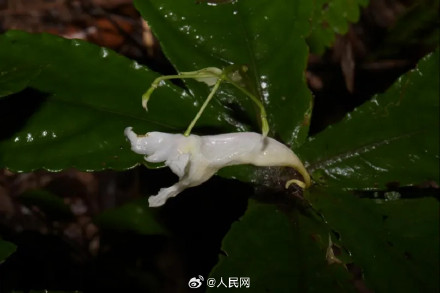 广西发现植物新种上林凤仙花