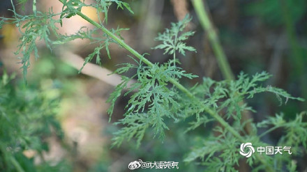 秋季致敏源大籽蒿长这样