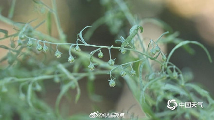 秋季致敏源大籽蒿长这样