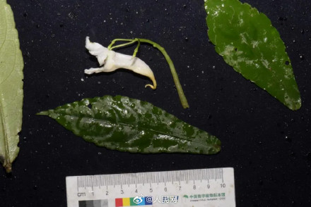 广西发现植物新种上林凤仙花