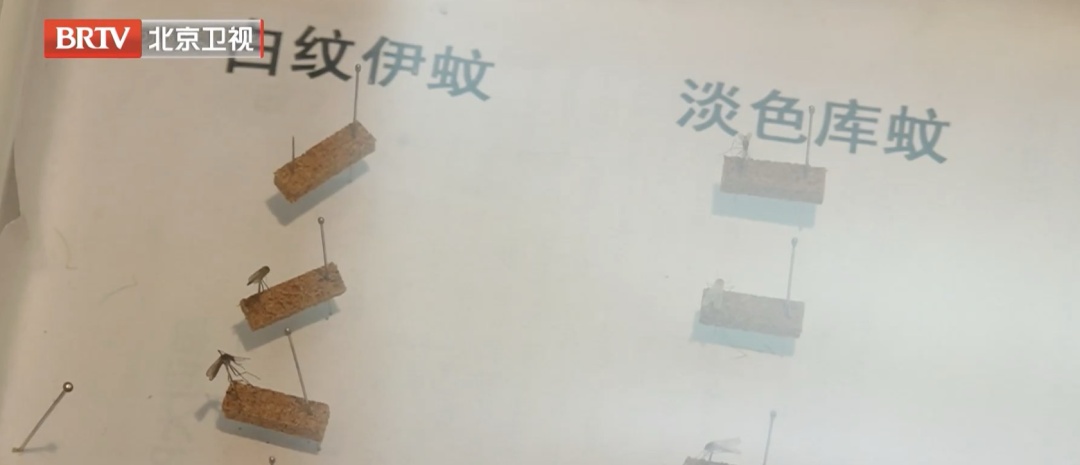 快看看你家这些地方！想过冬的蚊子可能就藏在里面