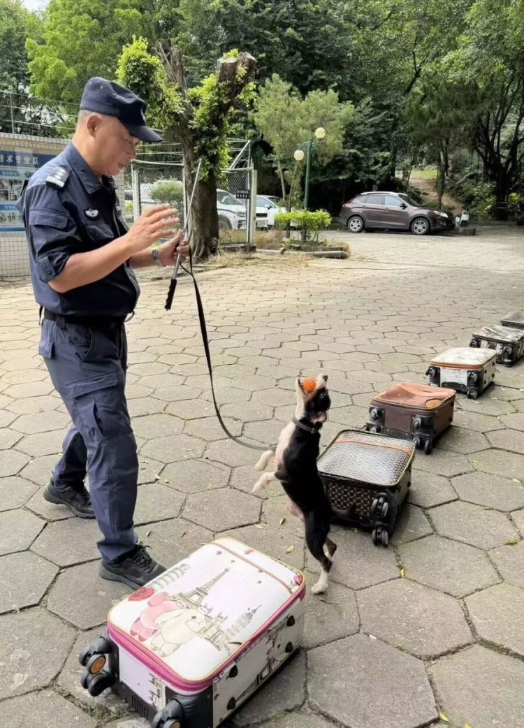 老人被困狭窄楼宇夹缝长达15小时意识模糊，广州1岁小狗快速钻进去帮忙将人救出