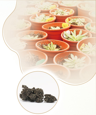一株长得像蒲公英的小草，竟能提取出天然橡胶？