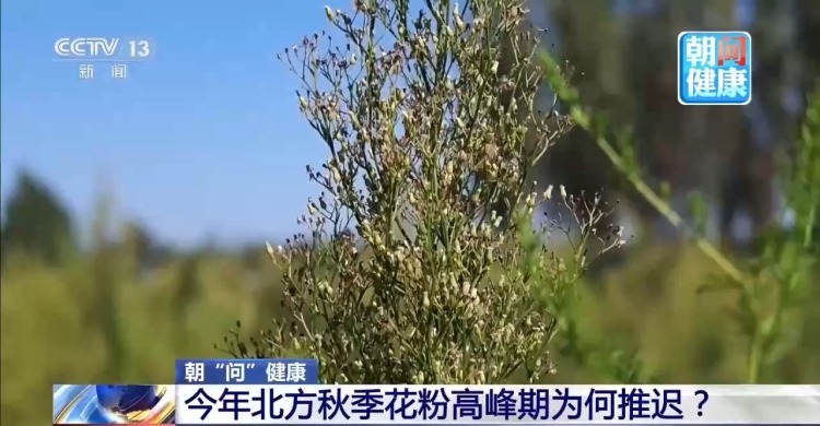 秋季花粉过敏潜在风险大 专家解读如何科学防护