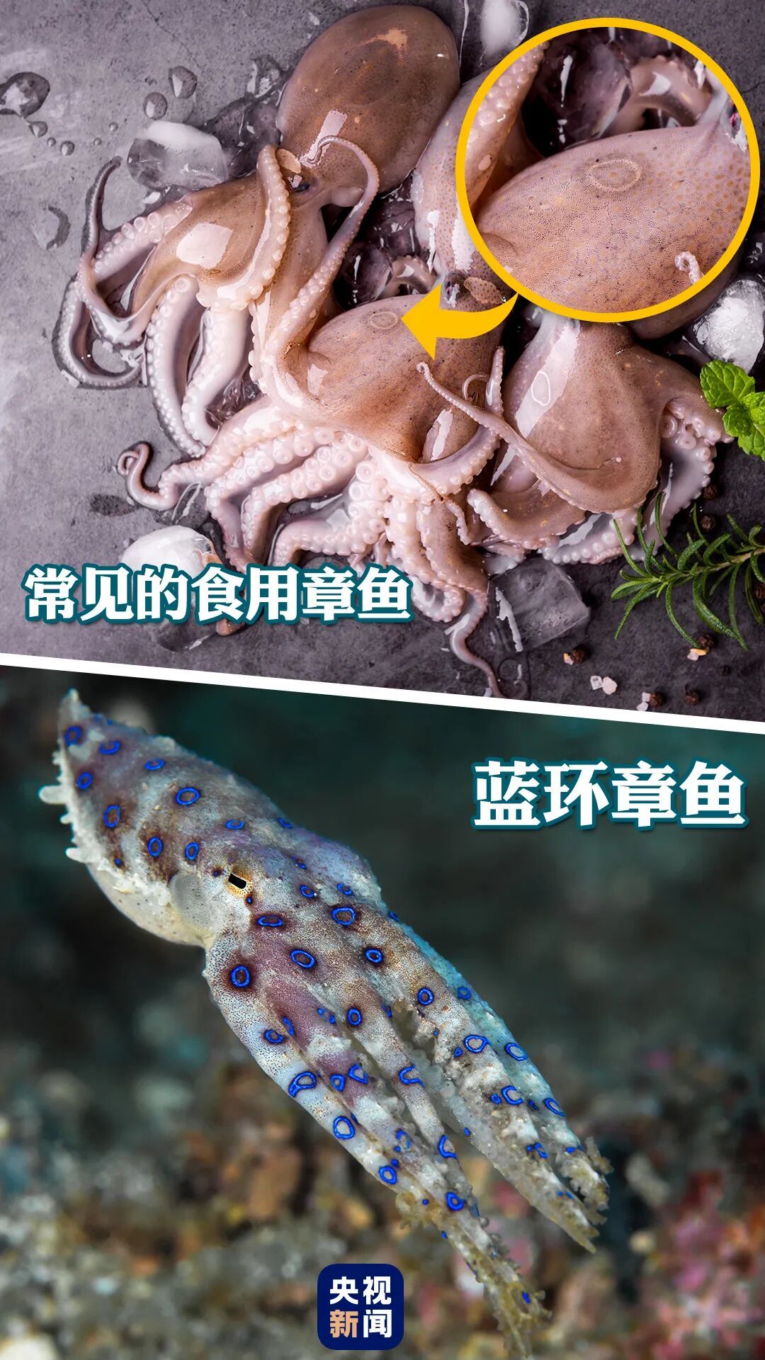 少量即可致命!女子买海鲜混入小螃蟹,炒熟想留给女儿吃…… 少量即可致命!女子买海鲜混入小螃蟹,炒熟想留给女儿吃……