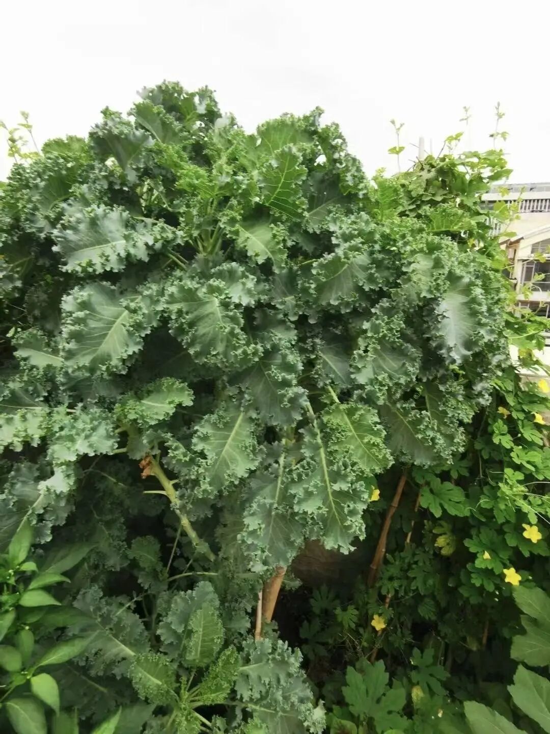 羽衣甘蓝上热搜引“农残焦虑” ,专家回应:招虫不等于猛打药,有虫眼不等于更安全 羽衣甘蓝上热搜引“农残焦虑” ,专家回应:招虫不等于猛打药,有虫眼不等于更安全