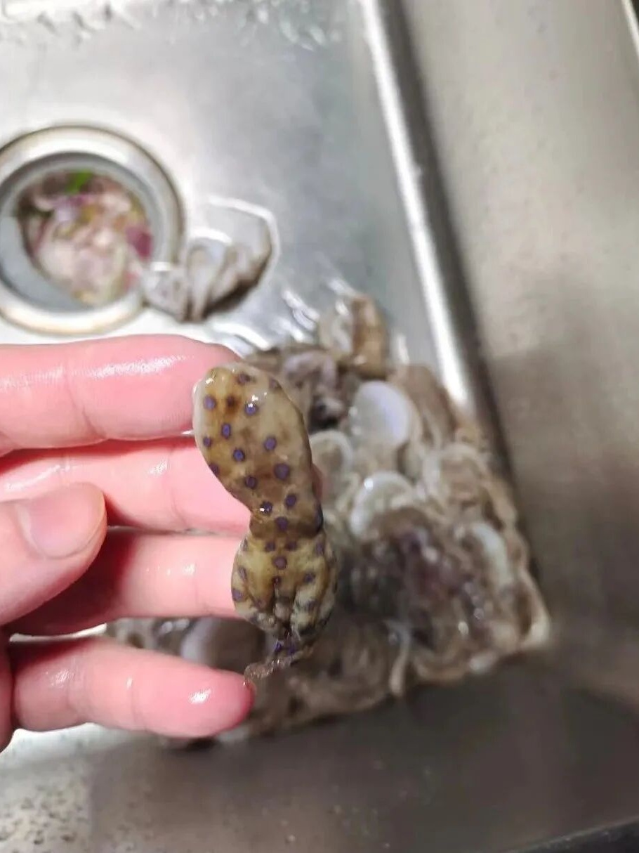 少量即可致命!女子买海鲜混入小螃蟹,炒熟想留给女儿吃…… 少量即可致命!女子买海鲜混入小螃蟹,炒熟想留给女儿吃……