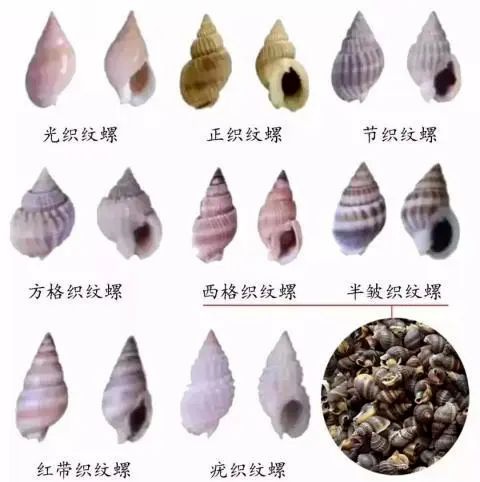 少量即可致命!女子买海鲜混入小螃蟹,炒熟想留给女儿吃…… 少量即可致命!女子买海鲜混入小螃蟹,炒熟想留给女儿吃……