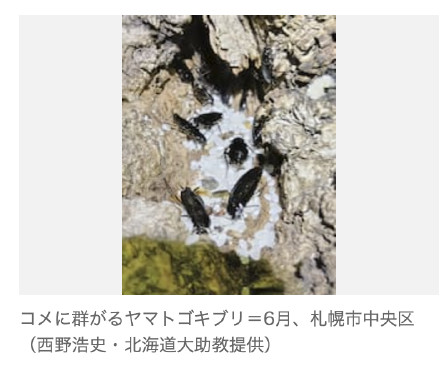 北海道遭遇蟑螂入侵