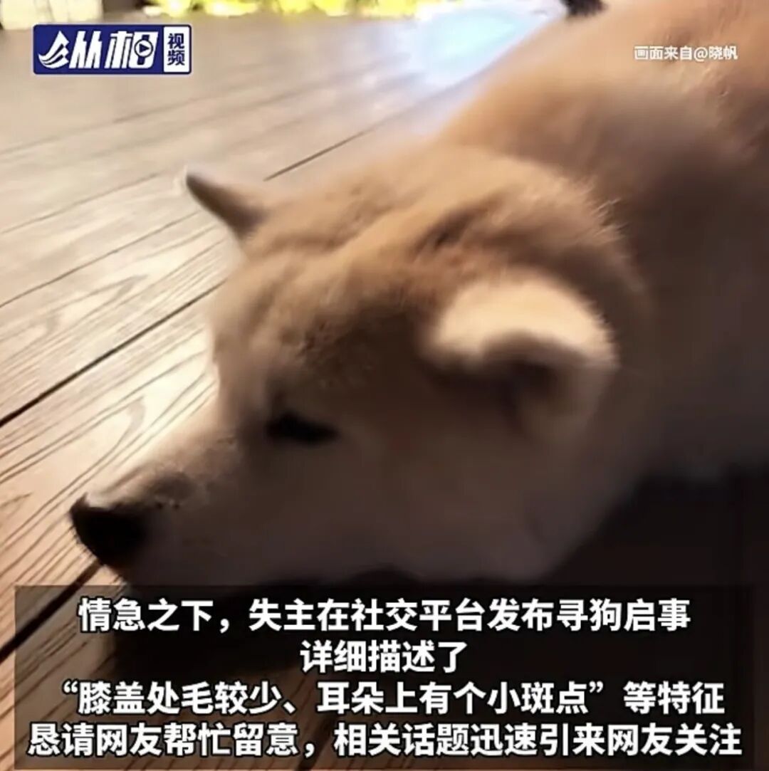 上海一狗主人发帖急寻爱犬!网传拉面店有狗 “蹭吃”?网友:没亏待自己 上海一狗主人发帖急寻爱犬!网传拉面店有狗 “蹭吃”?网友:没亏待自己