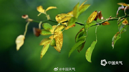 白露把夏天调成了秋天