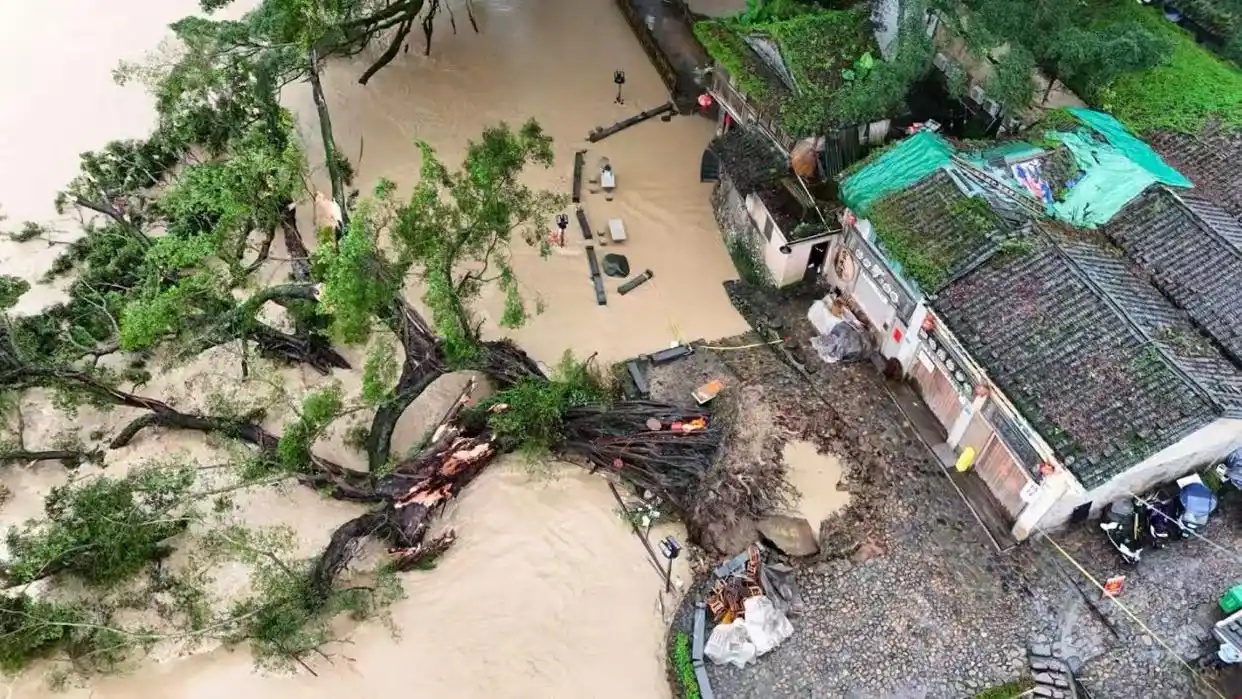 台风过后福建600岁古榕树连根倒伏 如何重焕生机? 台风过后福建600岁古榕树连根倒伏 如何重焕生机?