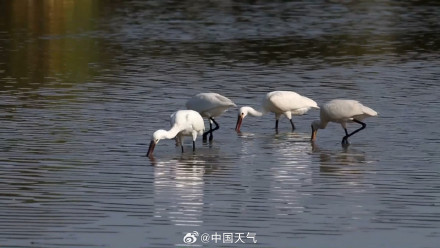万鸟赴山海!白露观鸟地图带你打卡10个宝藏观测点 万鸟赴山海!白露观鸟地图带你打卡10个宝藏观测点