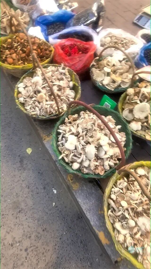 秋蘑扎堆早市!十多种野生蘑菇集中上市让人看花了眼,专家提醒安全食用 秋蘑扎堆早市!十多种野生蘑菇集中上市让人看花了眼,专家提醒安全食用