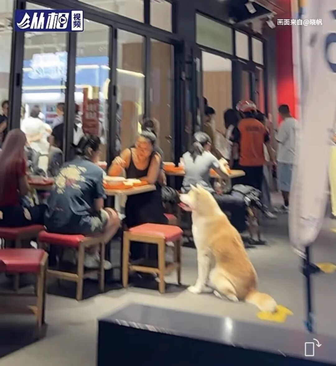 上海一狗主人发帖急寻爱犬!网传拉面店有狗 “蹭吃”?网友:没亏待自己 上海一狗主人发帖急寻爱犬!网传拉面店有狗 “蹭吃”?网友:没亏待自己