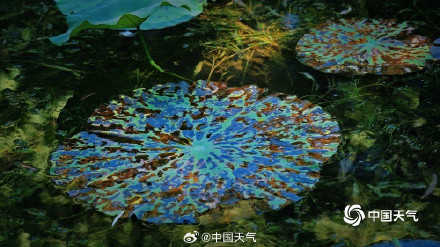 白露把夏天调成了秋天
