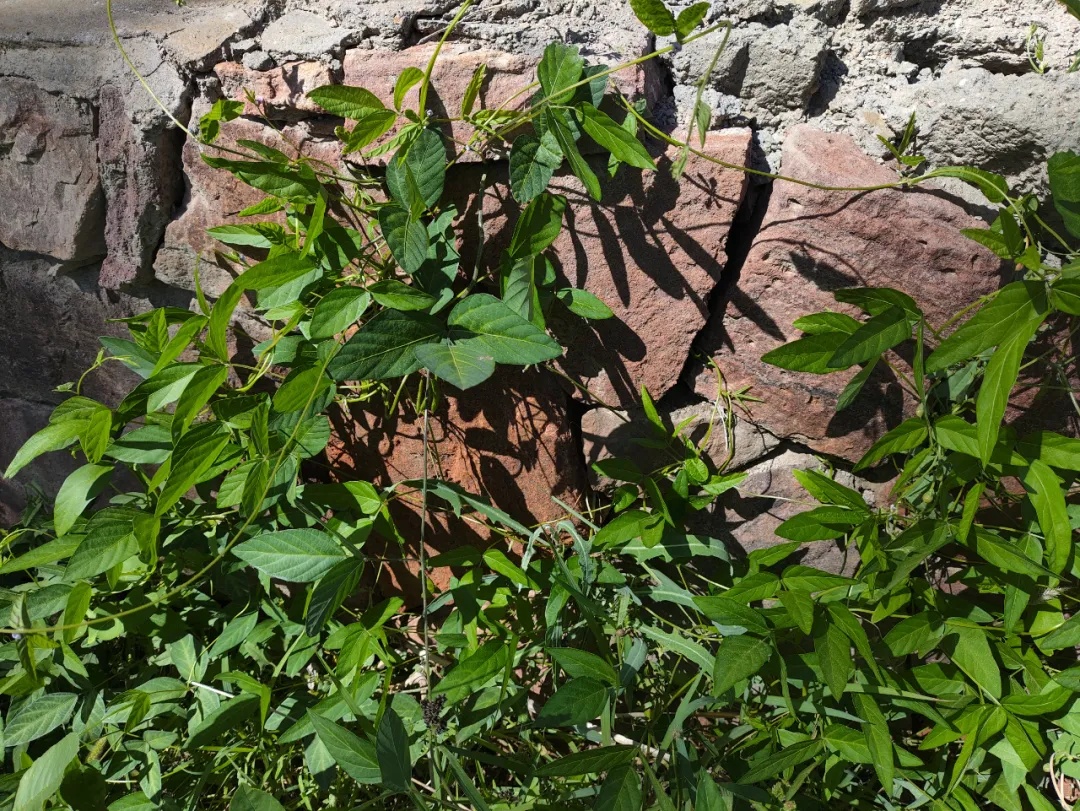 新发现！国家二级重点保护野生植物大面积现身巴彦淖尔