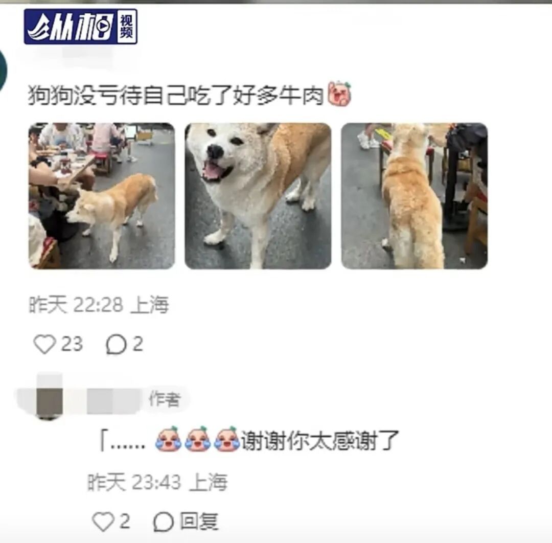 上海一狗主人发帖急寻爱犬!网传拉面店有狗 “蹭吃”?网友:没亏待自己 上海一狗主人发帖急寻爱犬!网传拉面店有狗 “蹭吃”?网友:没亏待自己